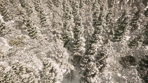 005 Forest Flying Winter Snowing