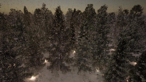 002 Stock Forest Snow