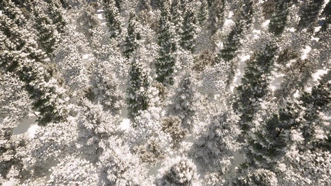 004 Forest Flying Winter