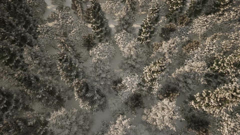 Forest Snow rotate