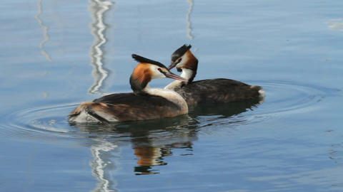 Great crested grebs (podiceps cristatus) courtship