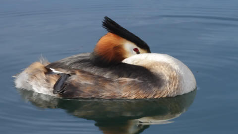Great crested grebs (podiceps cristatus) sleeping