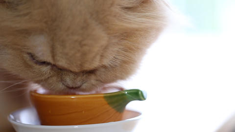 Cat drinking water