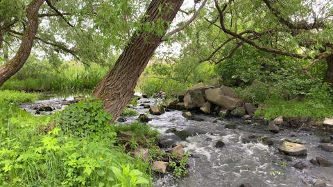 Forest Waterfall 1