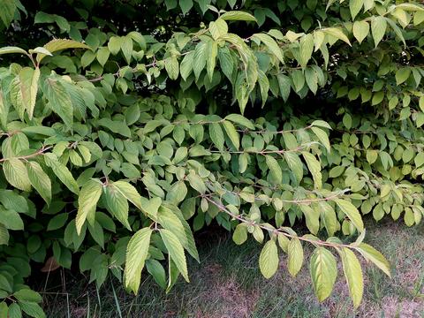 Viburnum plicatum shot on a branch with leaves