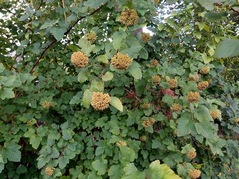 Physocarpus opuliofolius common Atlantic or simply ninebark