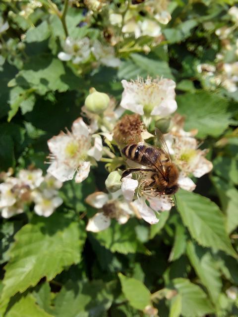 Honeyee on blackberry flower, macro with blurred background, insects