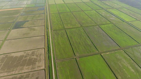 Top view of rice fields in spring. system of rice fields is filled with water