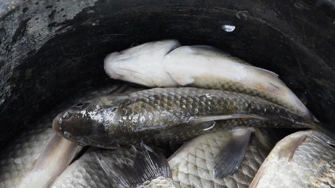Carp fish catch in bucket. Live fish