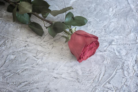 Beautiful blooming red rose on a light background