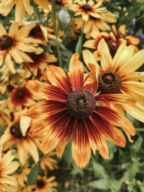 Yellow rudbeckia blooming among the leaves so green