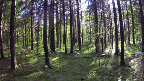 AERIAL: Flying through the forest