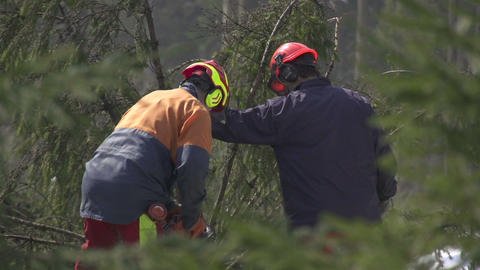 Foresters working in forest