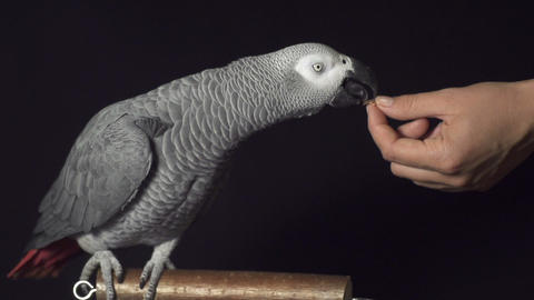 Parrot takes food from a hand