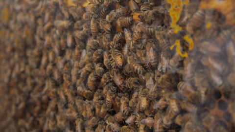 Beekeeping