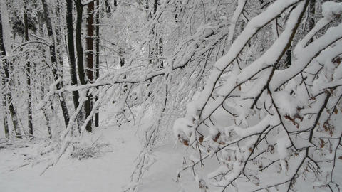 Winter in the forest