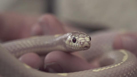 SLOW MOTION: Baby snake on human hands