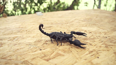 Scorpio
