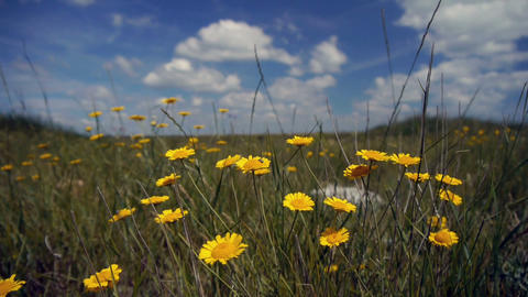 Yellow flowers
