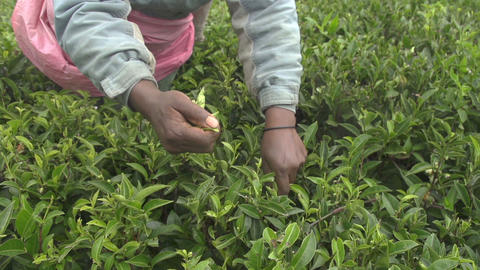SLOW MOTION: Harvesting green tea bush in Sri Lank