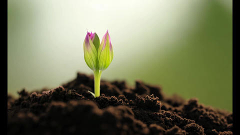 Growing flower sprout emerging from fertile soi Animated GIF 34255363 ...