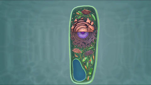 Plant Cell Animated Gif