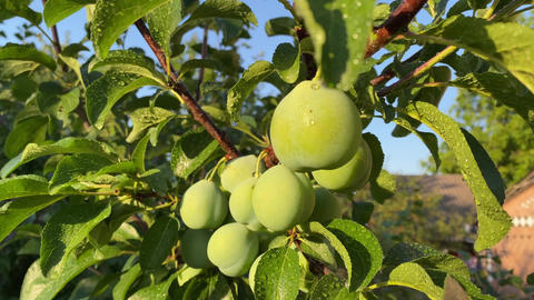 Plum