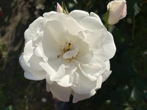 White rose 2