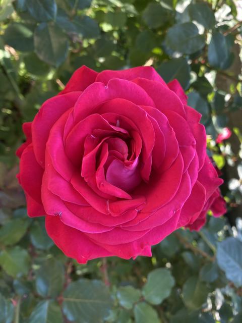 Red Rose