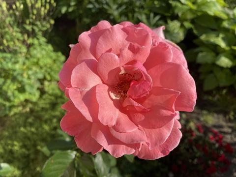 Pink rose