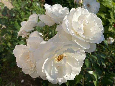 White rose 1