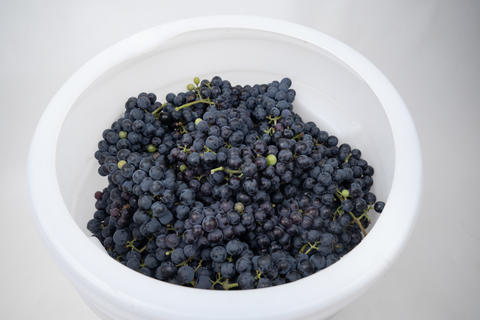 barrel filled with blue grapes for wine production