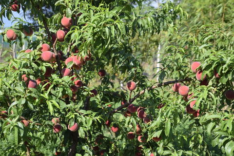 Bright red peach fruits on branches of the tree