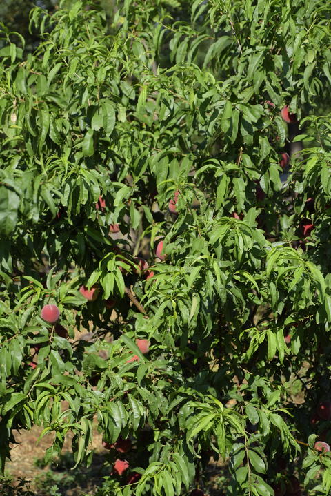 Peach tree in garden with juicy red ripe fruits