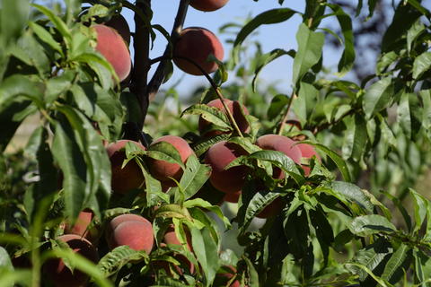 Peach tree in garden with juicy red ripe fruits