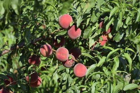 Bright red peach fruits on branches of the tree