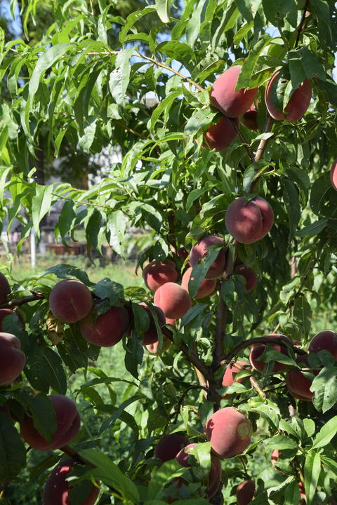 Bright red peach fruits on branches of the tree