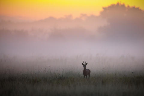 Roe Deer Buck in Misty Summer Meadow at Dawn with copy space
