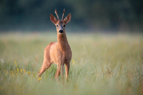 Roe Deer Buck Standing in Summer Meadow on Early Morning