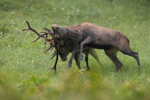 Two red deer in battle on green meadow in autumn time