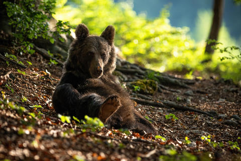 Brown Bear Relaxing on the Ground in Sunlit Forest