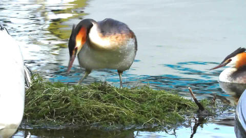 Crested grebe, podiceps cristatus, duck on nest