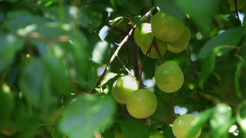 Fresh green plum fruit hanging on tree - Agriculture - Farm