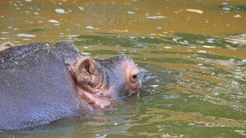 a large brown hippopotamus