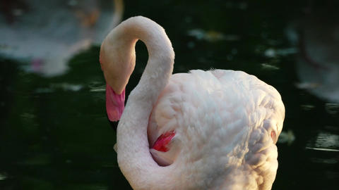 Flamingos on the lake