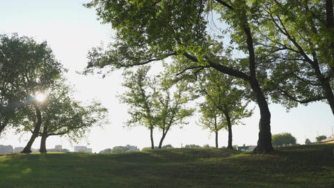 Green trees in an old city park