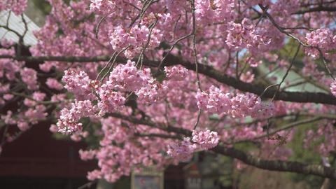 pink sakura