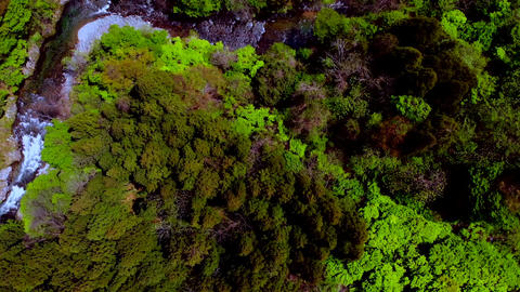 An aerial shot from above of a river flowing through a forest in nature