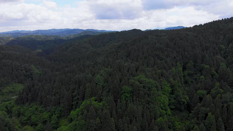 Aerial Bird’s-Eye View Flying into the Forest