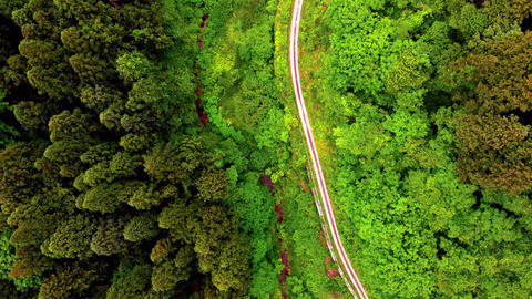 Aerial View: Serene Forest Pathway